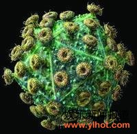 艾滋病病毒模型 艾滋病病毒模型